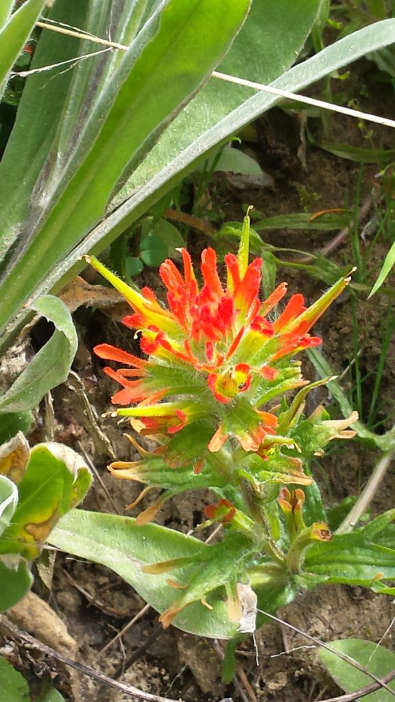 This image has an empty alt attribute; its file name is dalcopaintbrush1a-576x1024.jpg